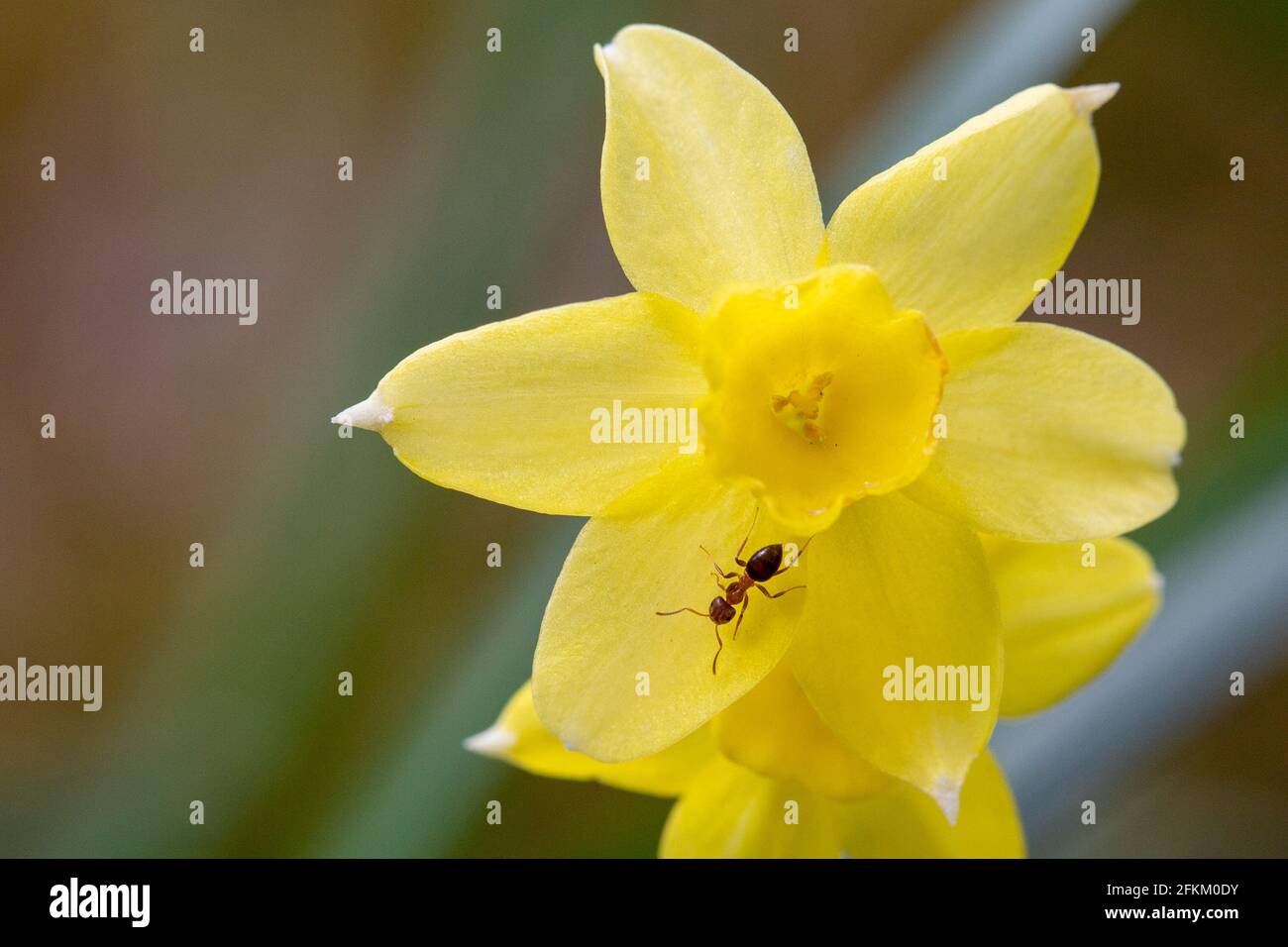 Ant looking for nectar on a narcissus 'sabrosa', a beautiful dwarf jonquil daffodil Stock Photo