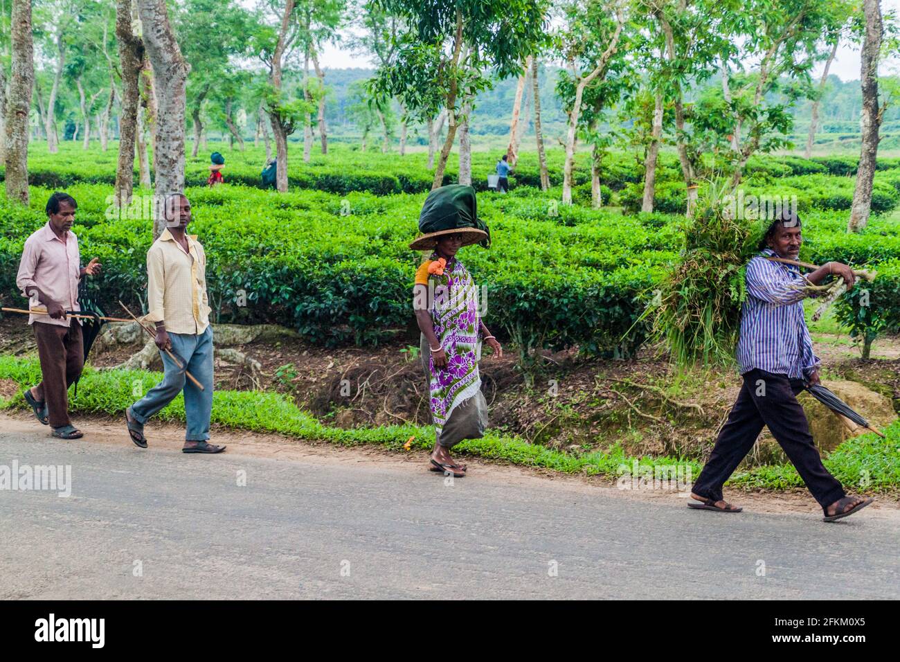 SRIMANGAL, BANGLADESH - NOVEMBER 5, 2016: Workers of a tea plantation near Srimangal, Bangladesh Stock Photo