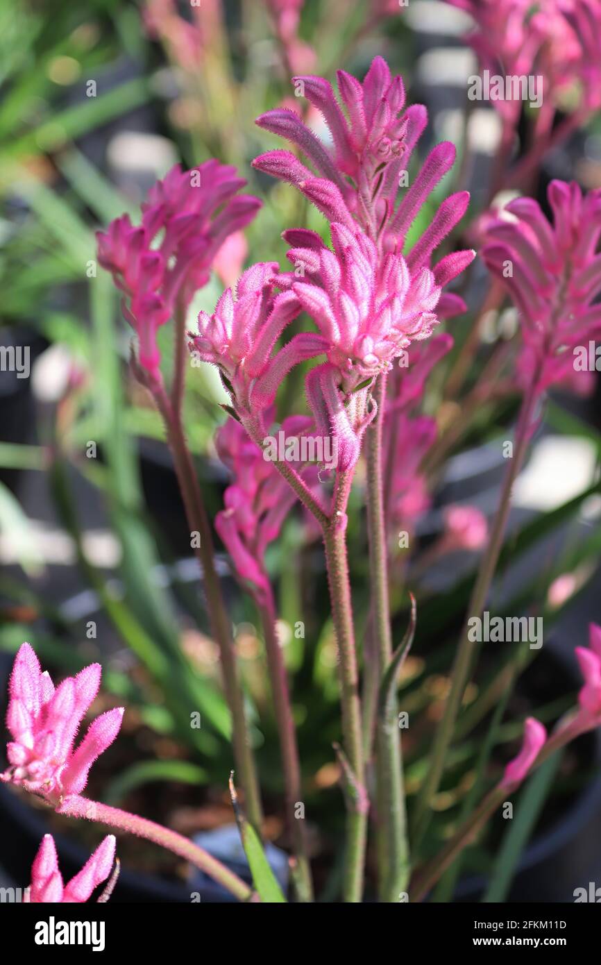 Kangaroo paw flowers hires stock photography and images Alamy