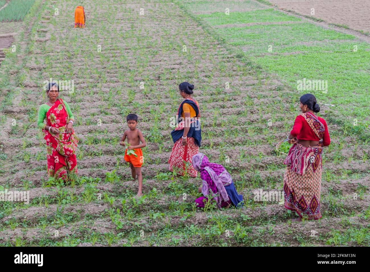 KANTANAGAR, BANGLADESH - NOVEMBER 8, 2016: Peasant family on a field in Kantanagar near Dinajpur, Bangladesh Stock Photo
