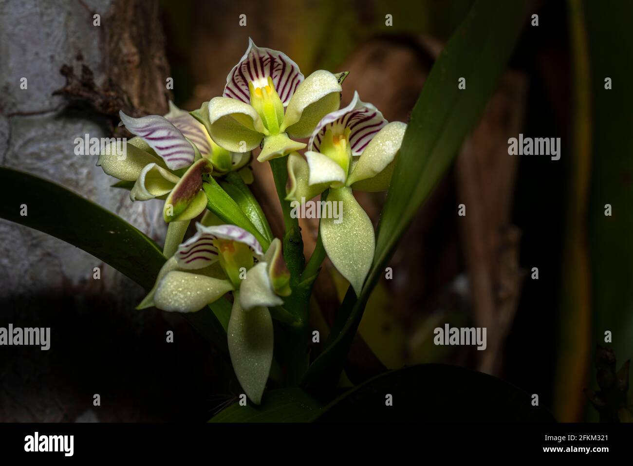 Prosthechea chacoensis orchid Stock Photo