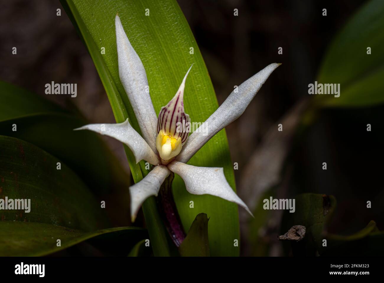 Prosthechea fragrans orchid image taken in Panama Stock Photo