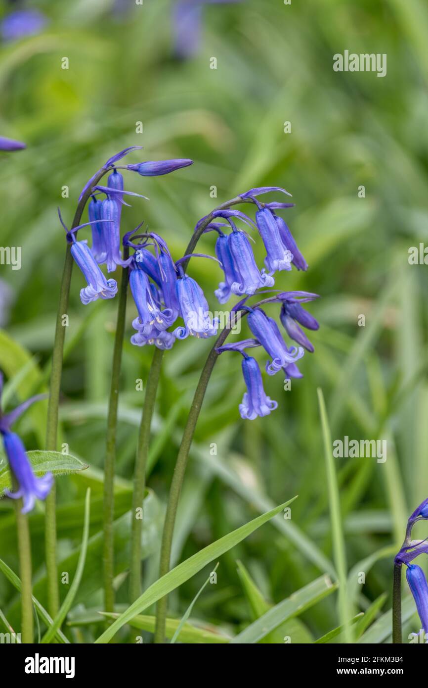 Bluebells in an English Woodland Stock Photo - Alamy