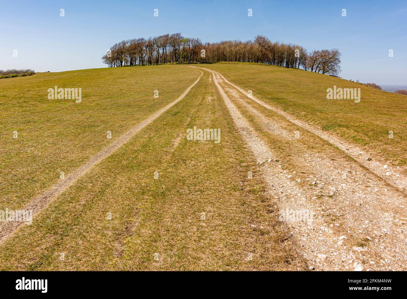 The South Downs Way National Trail heading towards Chanctonbury Ring - South Downs National Park, West Sussex, UK. Stock Photo