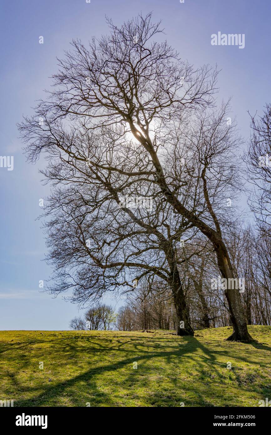 The eastern end of Chanctonbury Ring with what's left of any ramparts - South Downs National Park, West Sussex, UK. Stock Photo