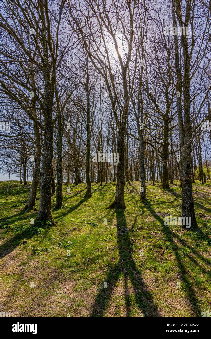 Trees within the ancient hill fort of Chanctonbury Ring, still in their winter guise at the start of spring on the South Downs, West Sussex., UK. Stock Photo