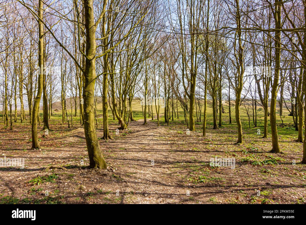 Trees within the ancient hill fort of Chanctonbury Ring, still in their winter guise at the start of spring on the South Downs, West Sussex., UK. Stock Photo