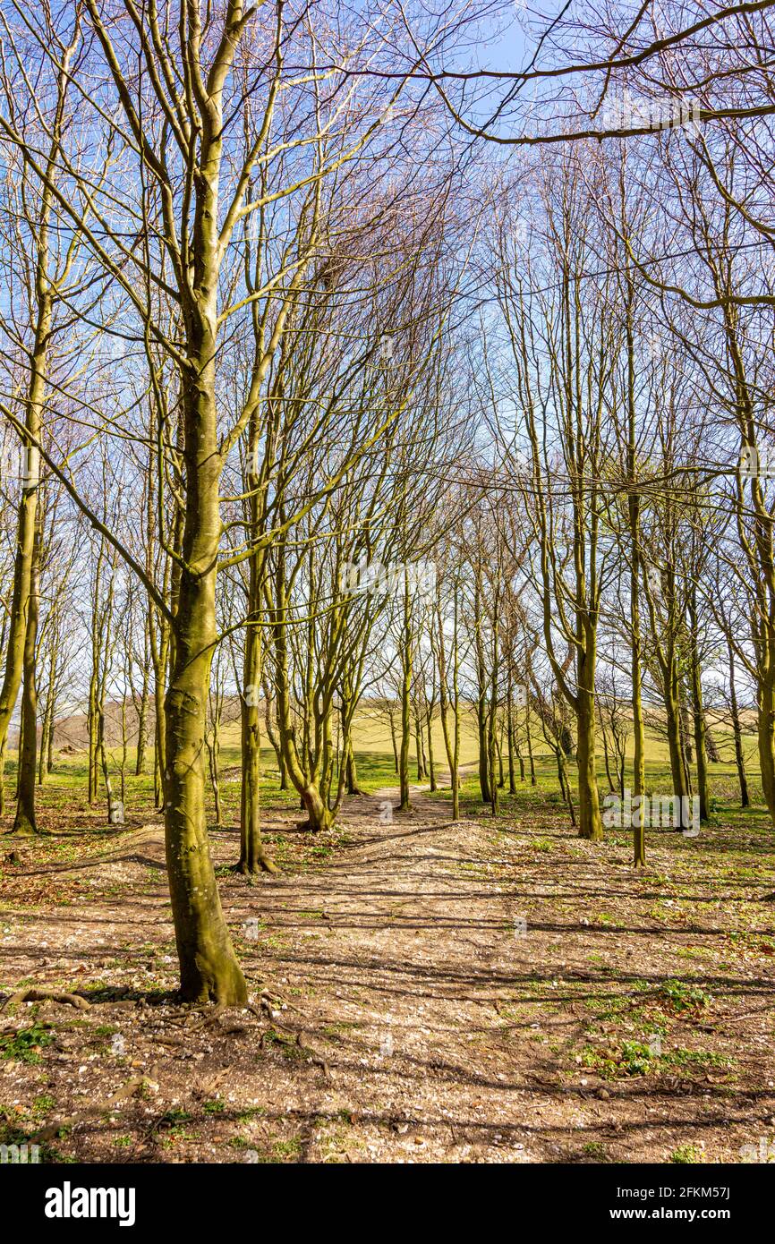 Trees within the ancient hill fort of Chanctonbury Ring, still in their winter guise at the start of spring on the South Downs, West Sussex., UK. Stock Photo