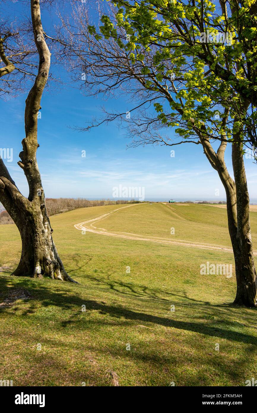 The South Downs Way heading south east as viewed from the ramparts of Chanctonbury Ring in the South Downs National Park, West Sussex, UK. Stock Photo