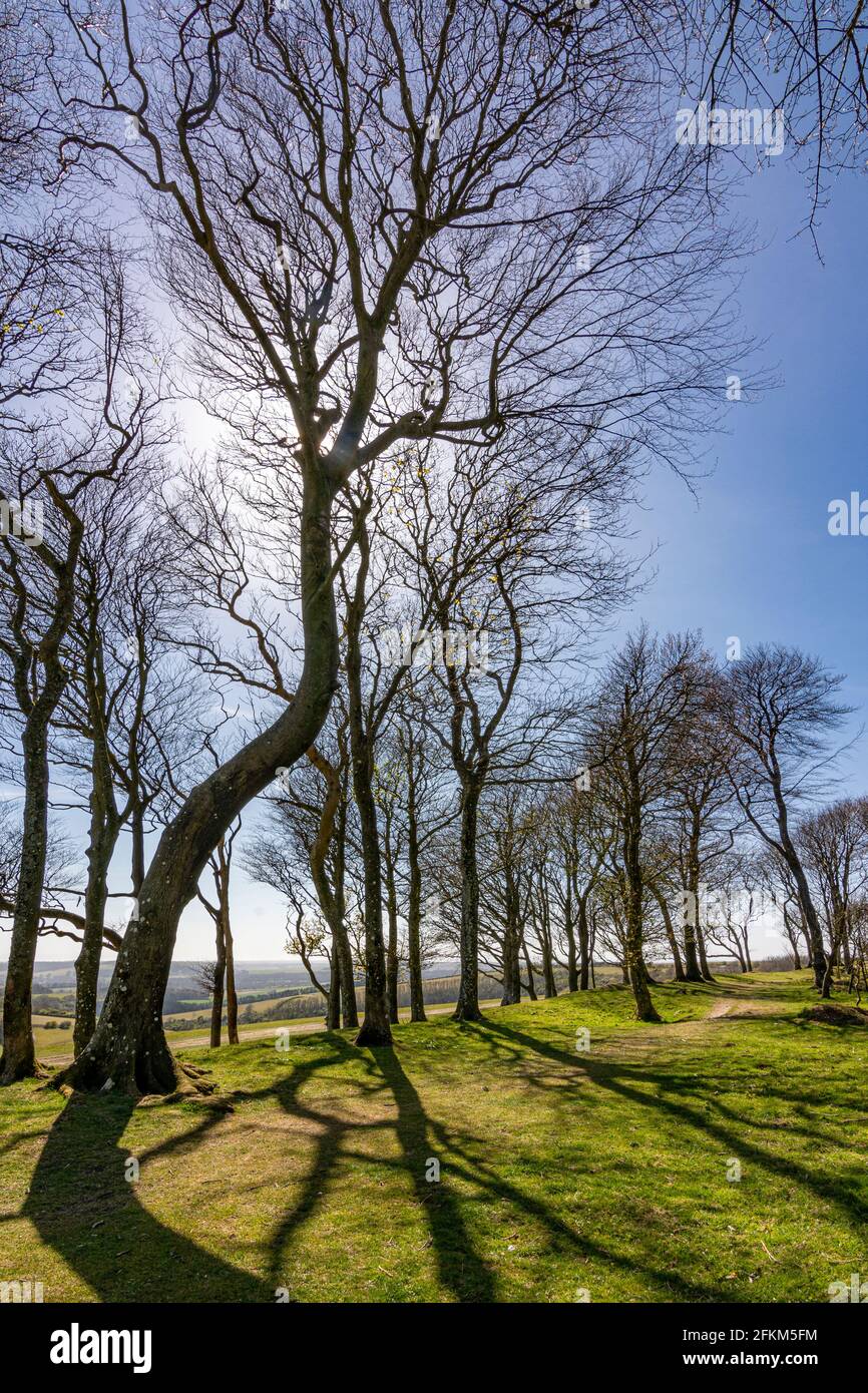 Looking west along the remains of the southern rampart of the iron age hill fort of Chanctonbury Ring, South Downs National Park, West Sussex, UK. Stock Photo