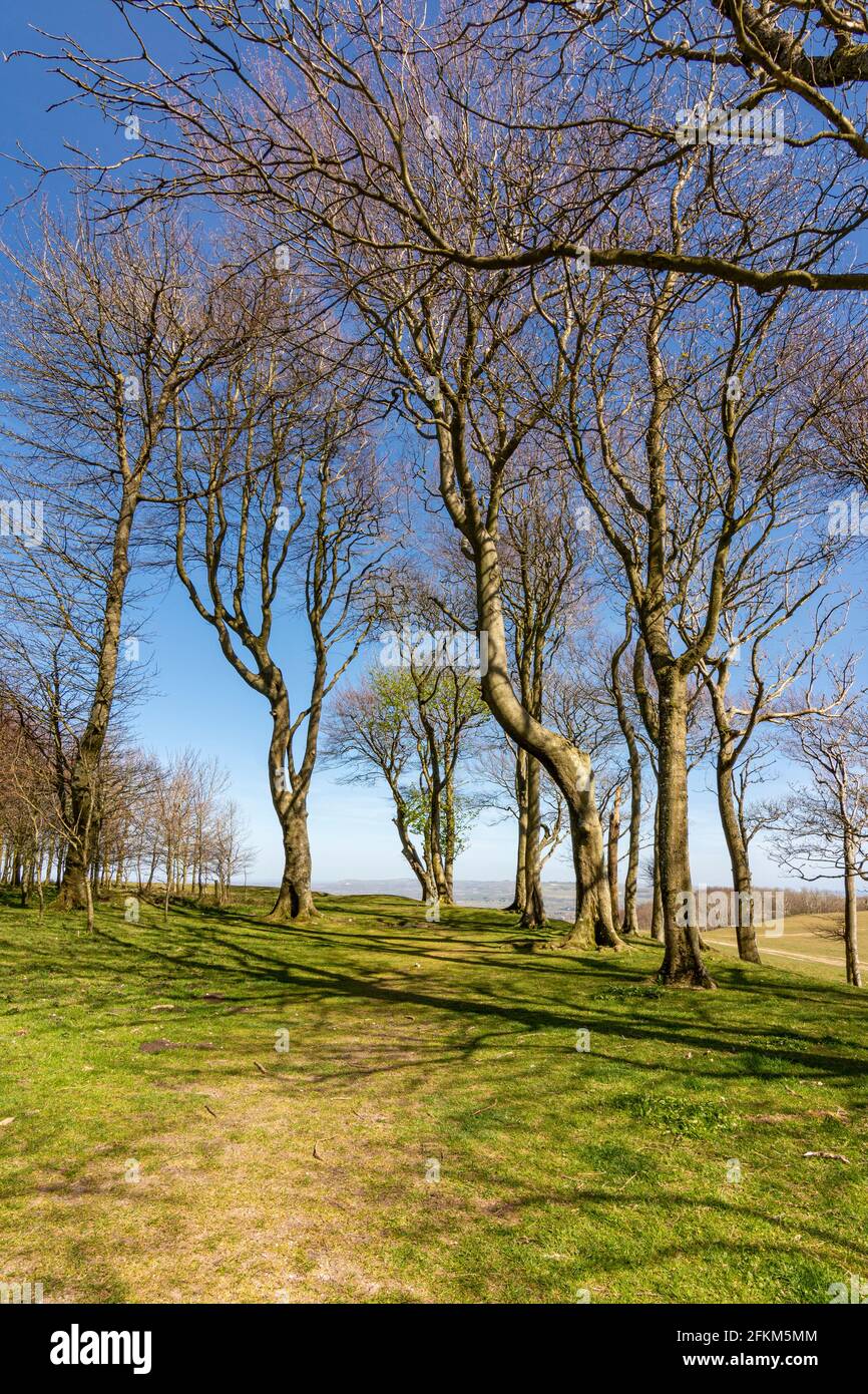 Looking east along the remains of the southern rampart of the iron age hill fort of Chanctonbury Ring, South Downs National Park, West Sussex, UK. Stock Photo