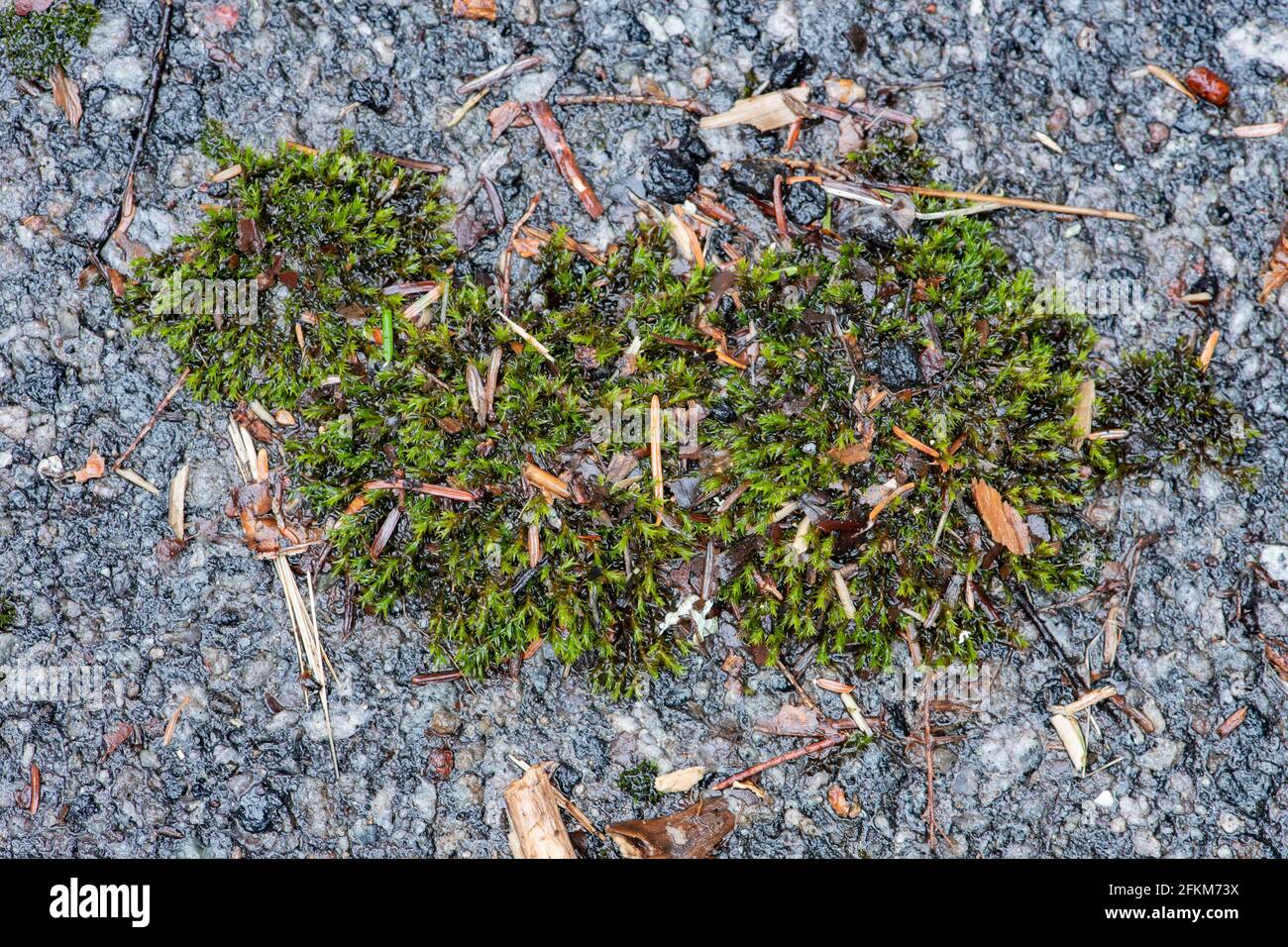 Wet Andreaeopsida moss, or lantern moss, growing on an old asphalt road in the rain. Stock Photo