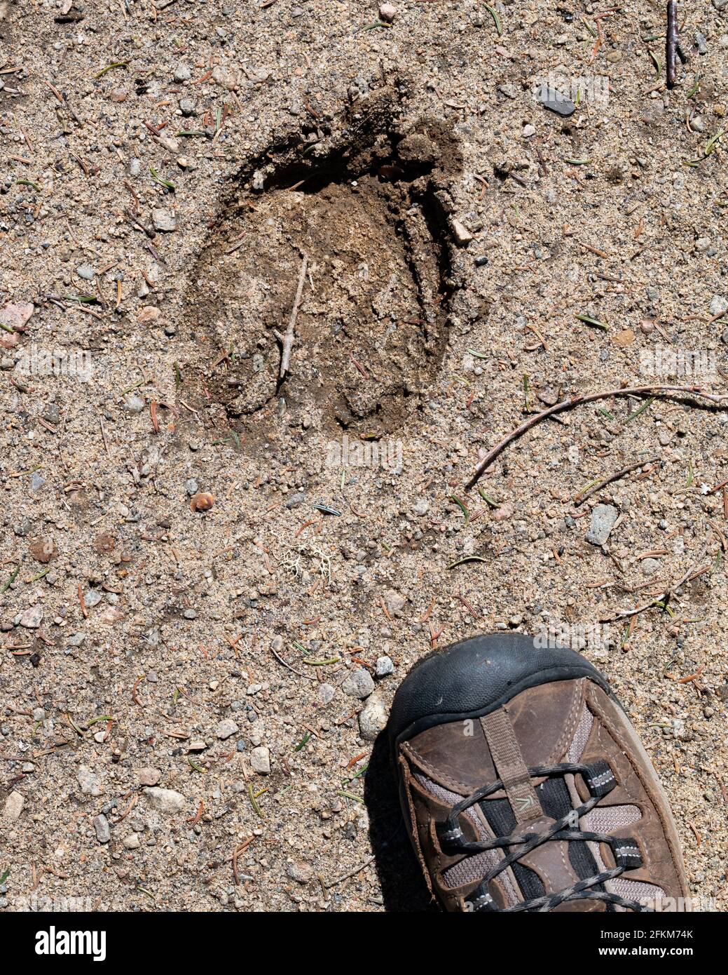 The track of a wild moose (Alces alces) in the sand on the edge of the forest in the Adirondack Mountains wilderness with a human foot for comparison. Stock Photo