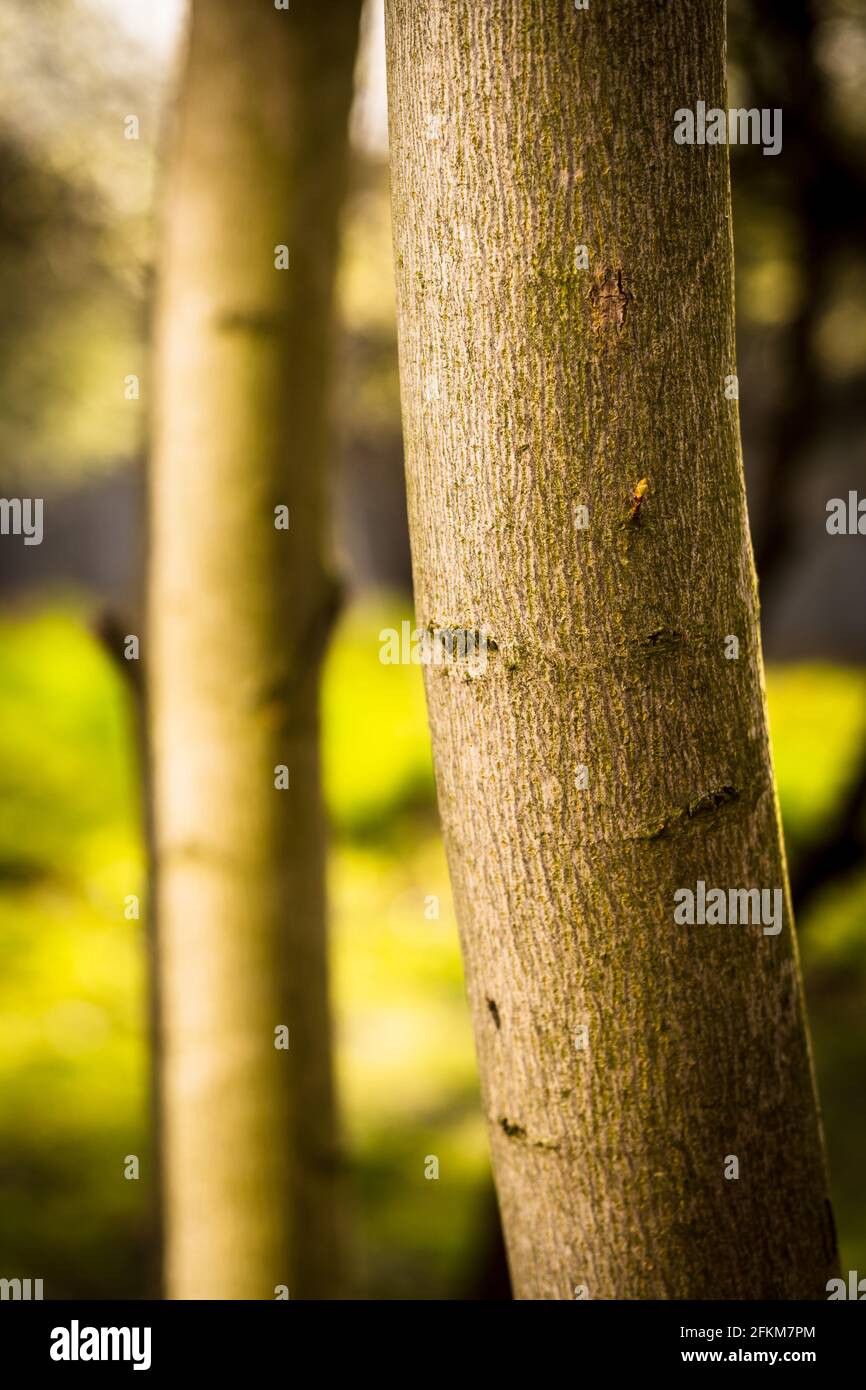Vertical shot tree lumber hi-res stock photography and images - Alamy