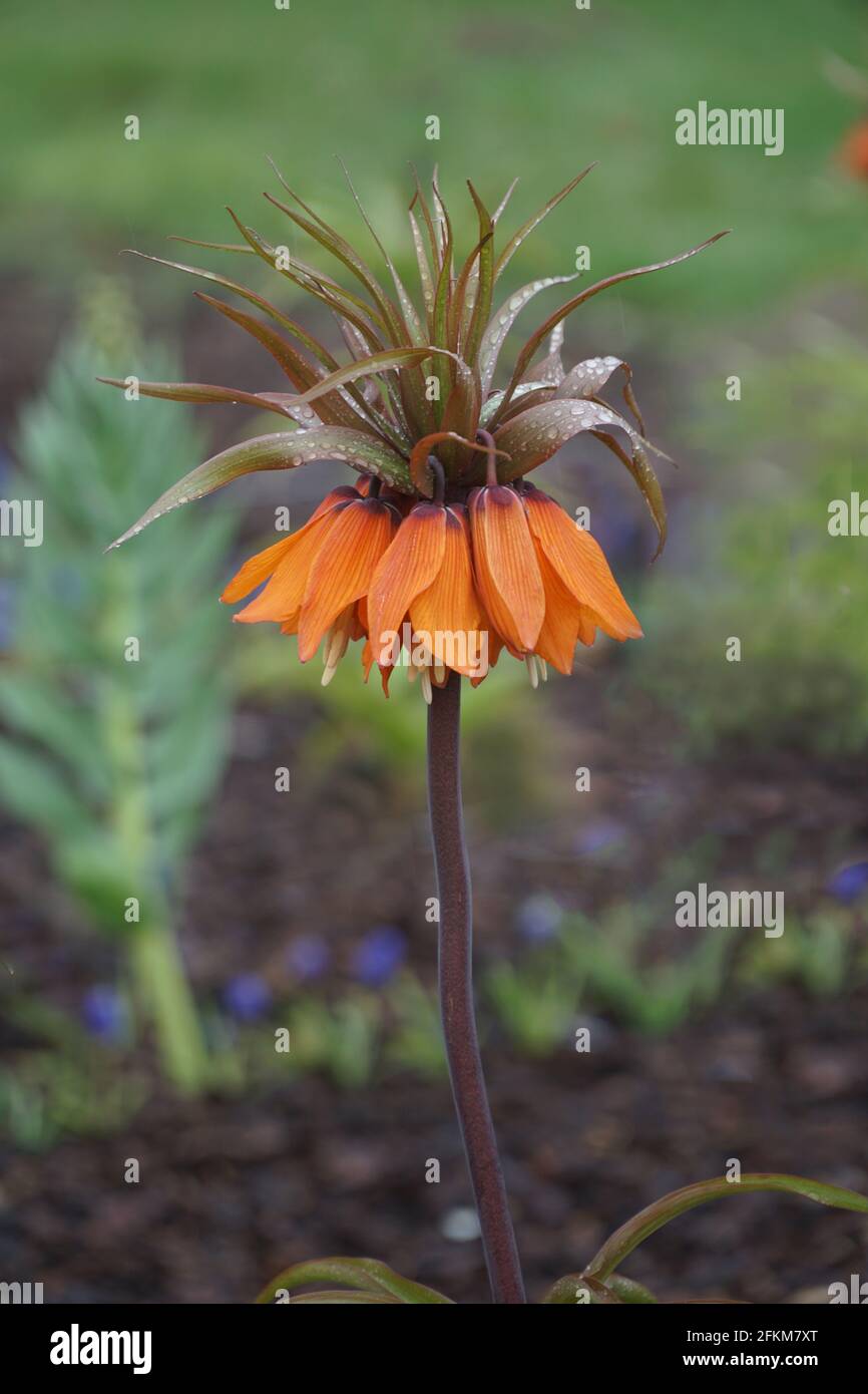 Single orange Flowering Imperial Fritillary (Fritillaria imperialis) in garden or park  with raindrops. Floral background or wallpaper. Stock Photo