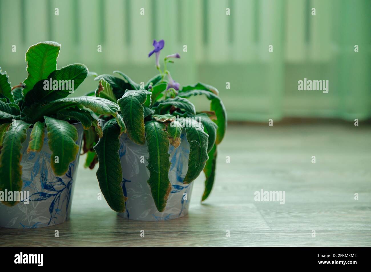 Two streptocarpus in indoor pots are on the floor. Terry and yellowed leaves. Stock Photo