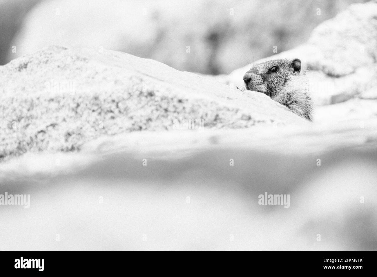 Rock marmot Black and White Stock Photos & Images - Alamy
