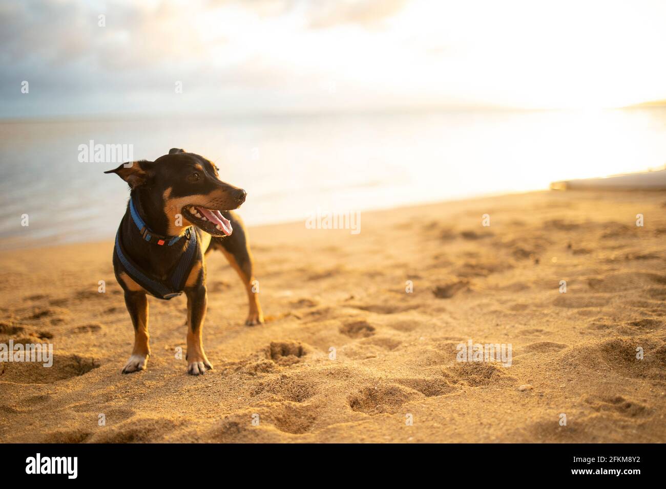 Small black dog standing on the beach in Honolulu, Hawaii Stock Photo
