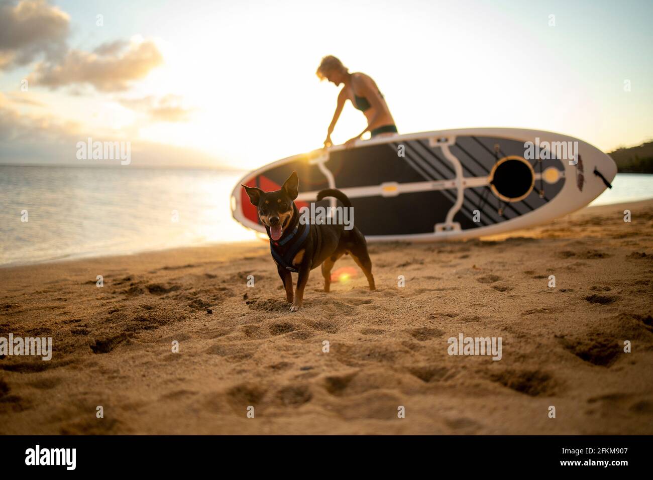 Joyful dog heading out on the water to paddleboard with his owner Stock Photo