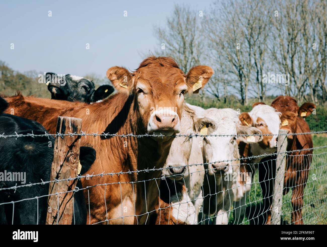 Cows looking over fence hires stock photography and images Alamy