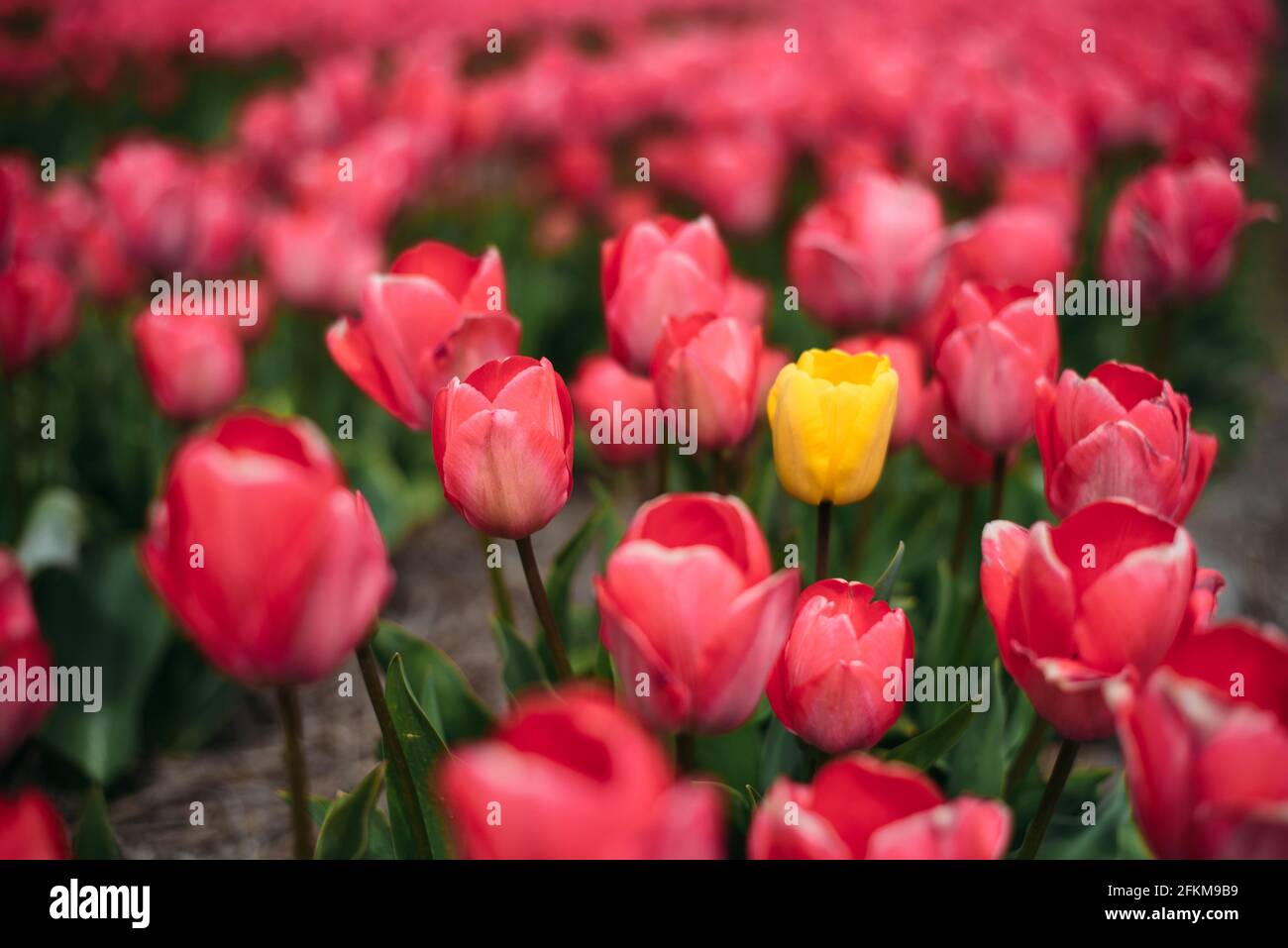 Single yellow tulip flower in a field of pink tulips Stock Photo