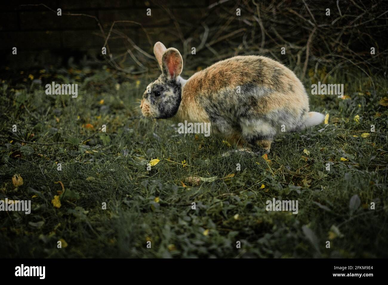 Rabbits marsh hires stock photography and images Alamy