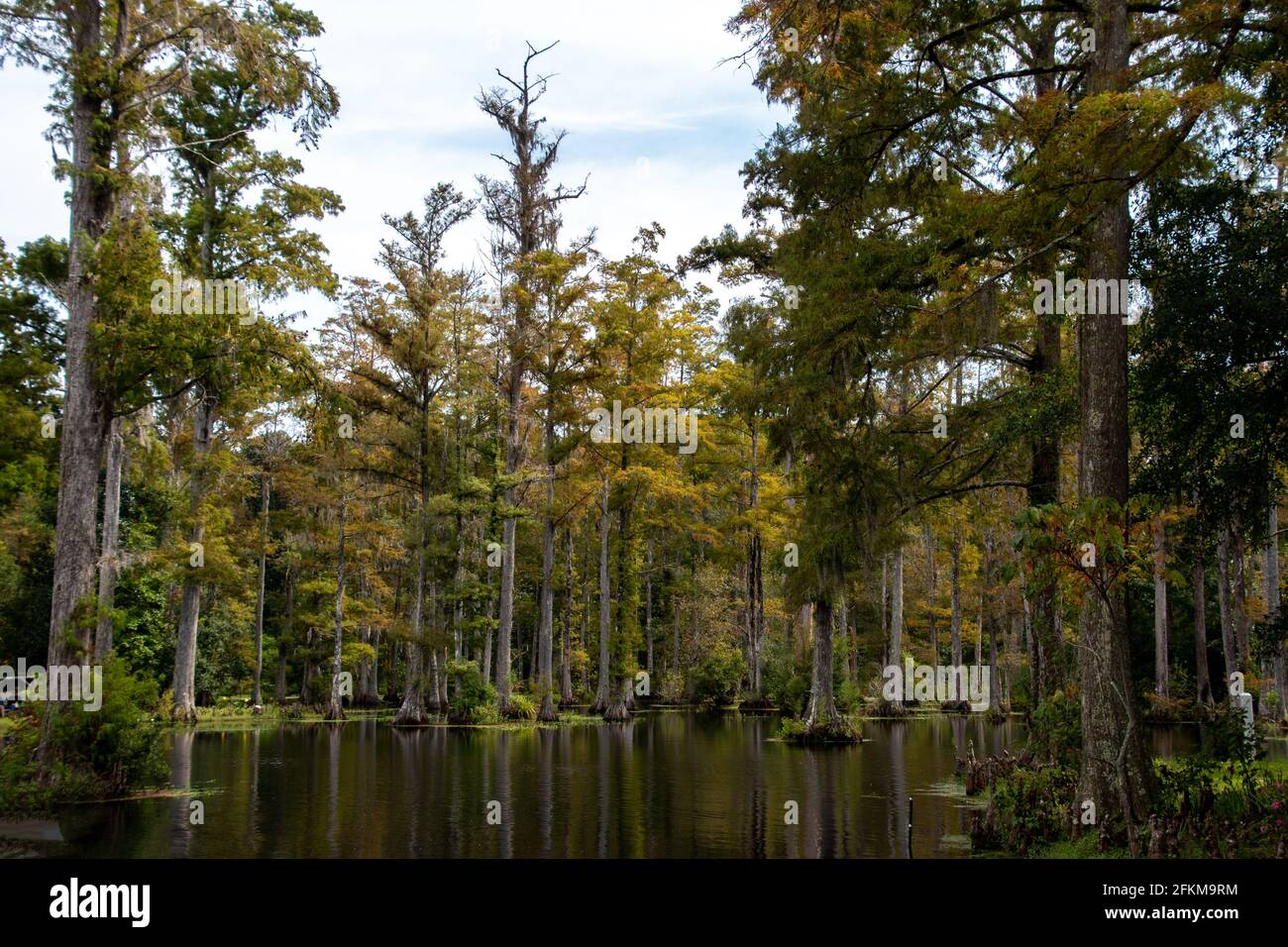 A panoramic view of cyprus gardens in Moncks Corner, South Carolina