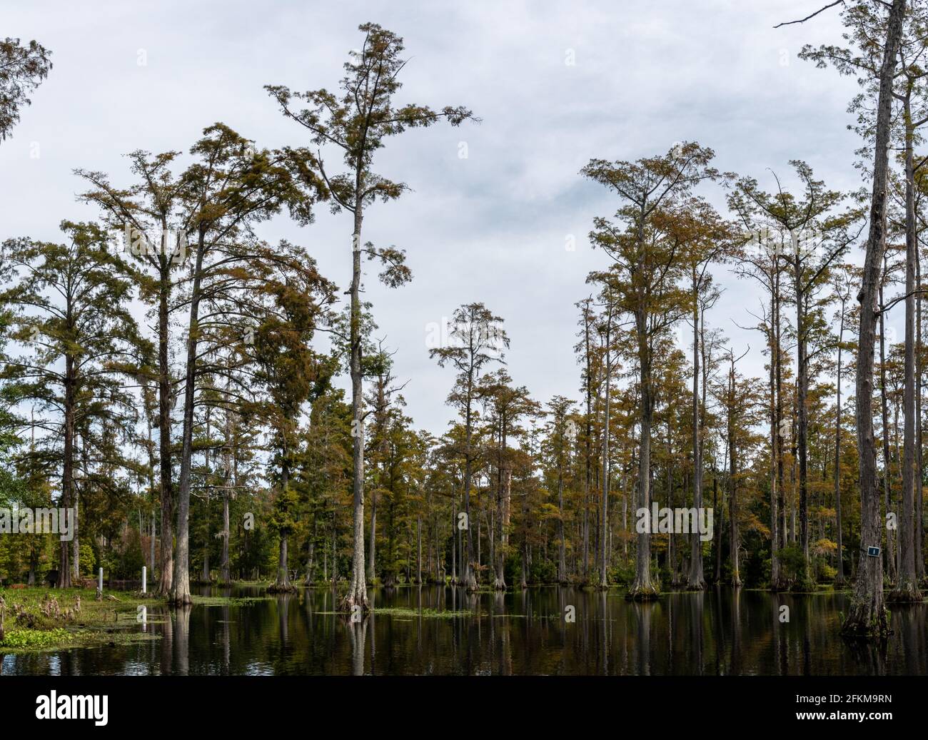 A panoramic view of cyprus gardens in Moncks Corner, South Carolina