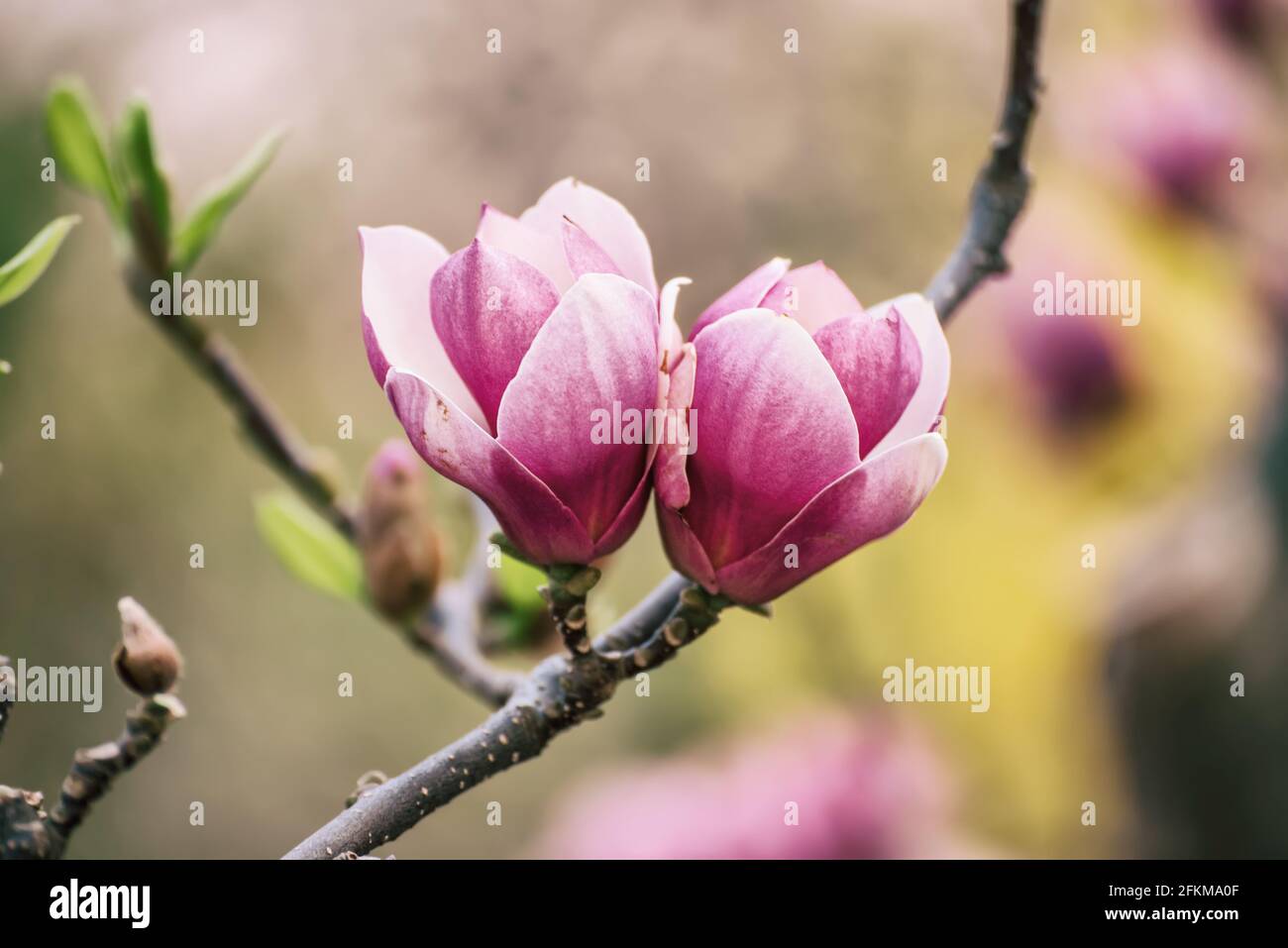 Magnolia spring flowers Stock Photo - Alamy