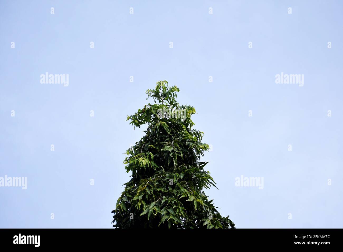 A fresh green tree under a blue sky Stock Photo - Alamy