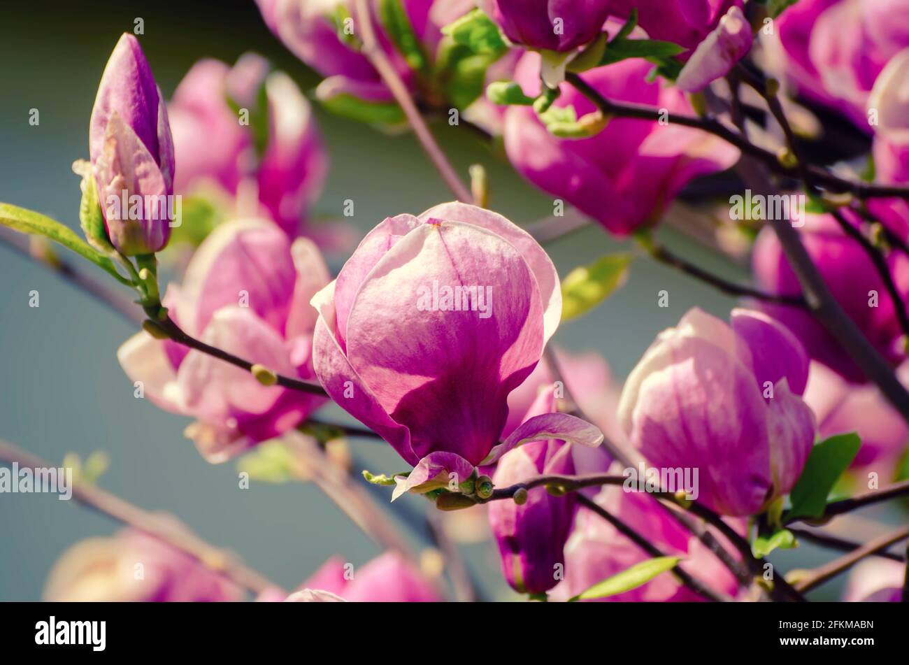 Magnolia spring flowers Stock Photo - Alamy