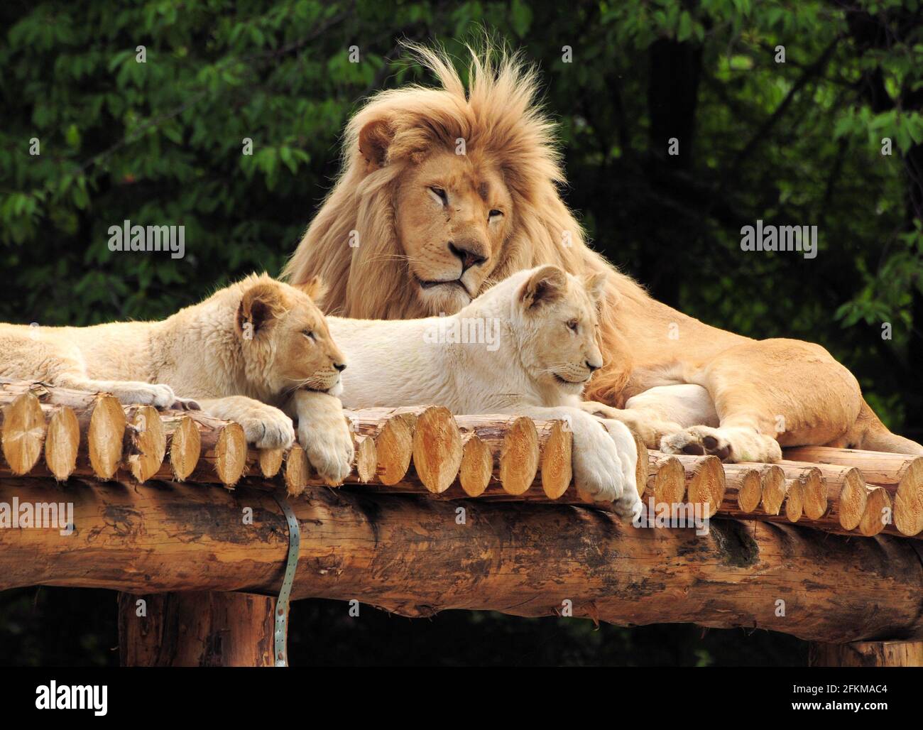 Male Lion With Two Baby Lions Resting On A Wooden Roof On A Sunny Spring Day Stock Photo