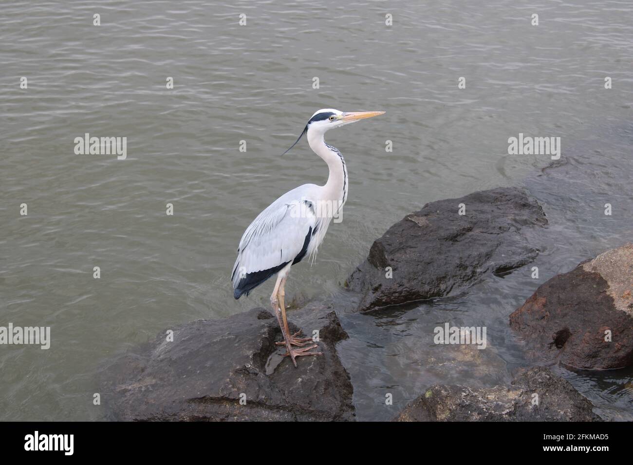 Heron standing on partially-submerged river rocks Stock Photo