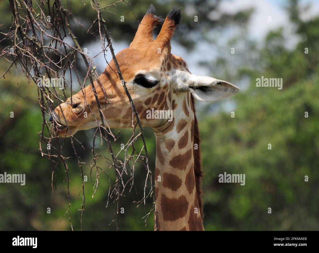 Close Up Of A Giraffe Eating Branches From A Tree On A Sunny Summer Day Stock Photo