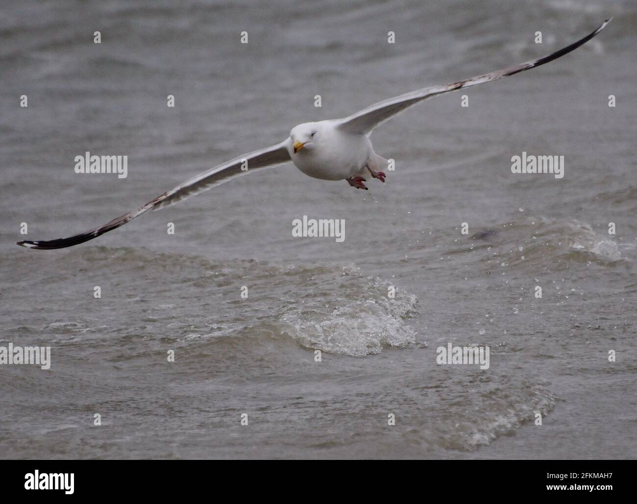 Close Up Of A Flying Silver Gull At The North Sea Coast In Borkum East Frisia Germany On An Overcast Spring Day Stock Photo