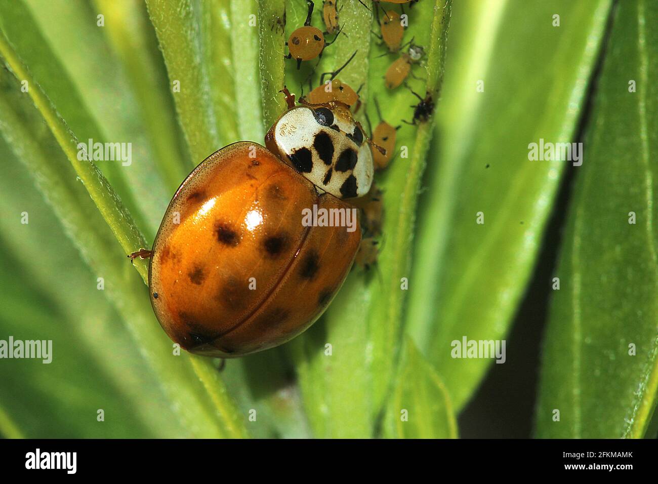 Harlequin ladybug (Harmonia axyridis), feeding on aphids (Aphis nerii) Stock Photo