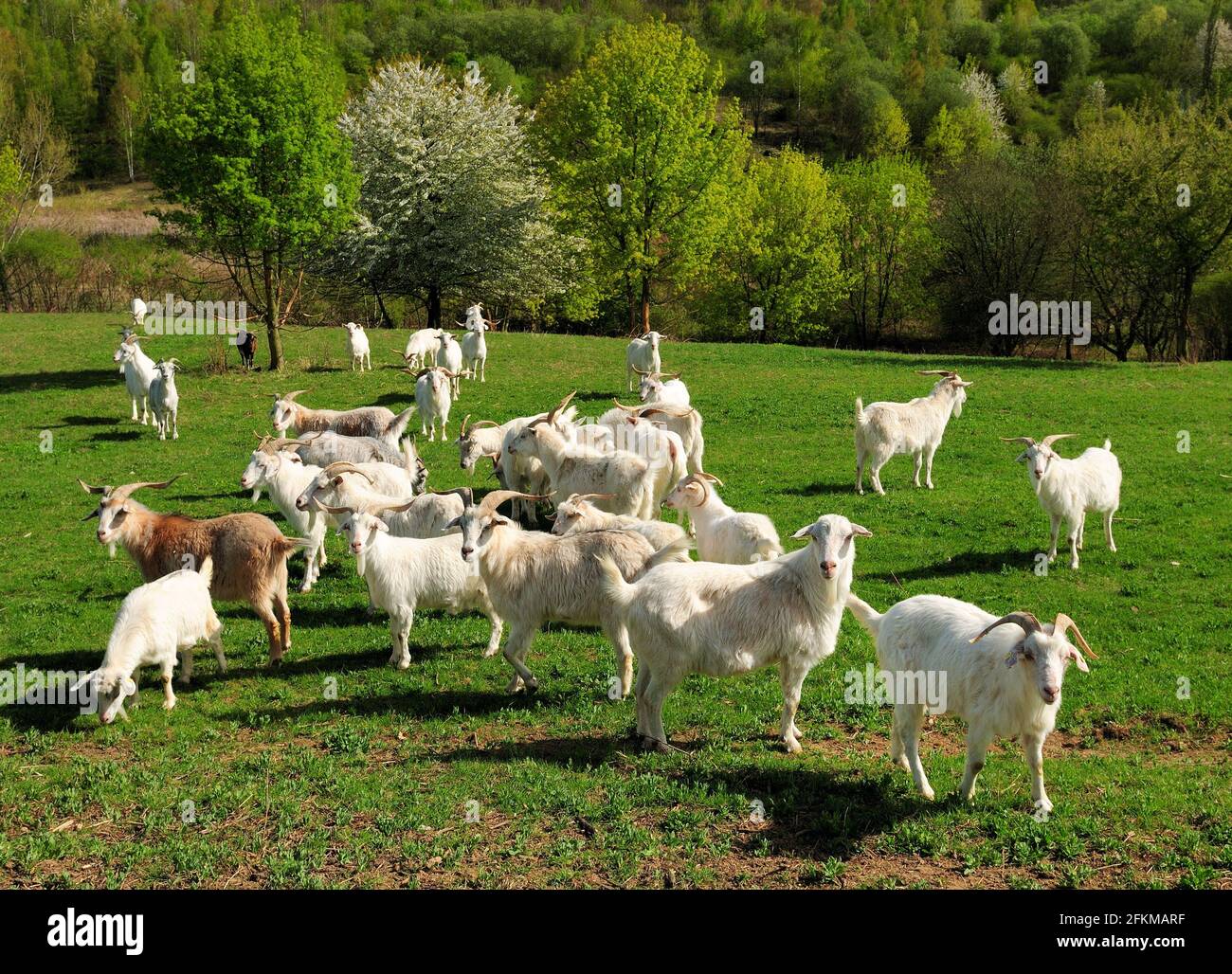Goat in a flock of sheep hi-res stock photography and images - Alamy