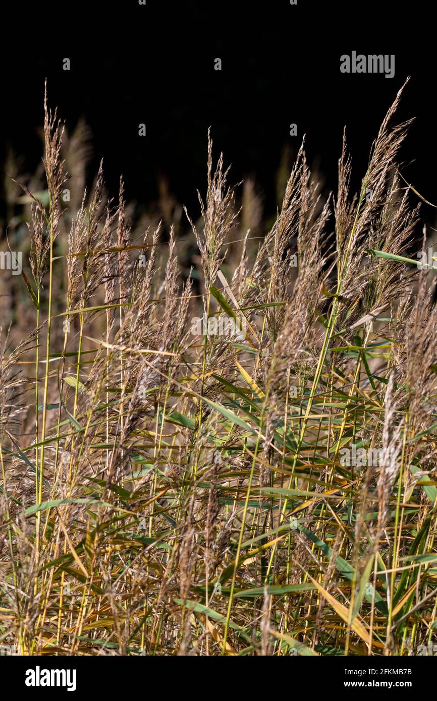 Long grass Stock Photo