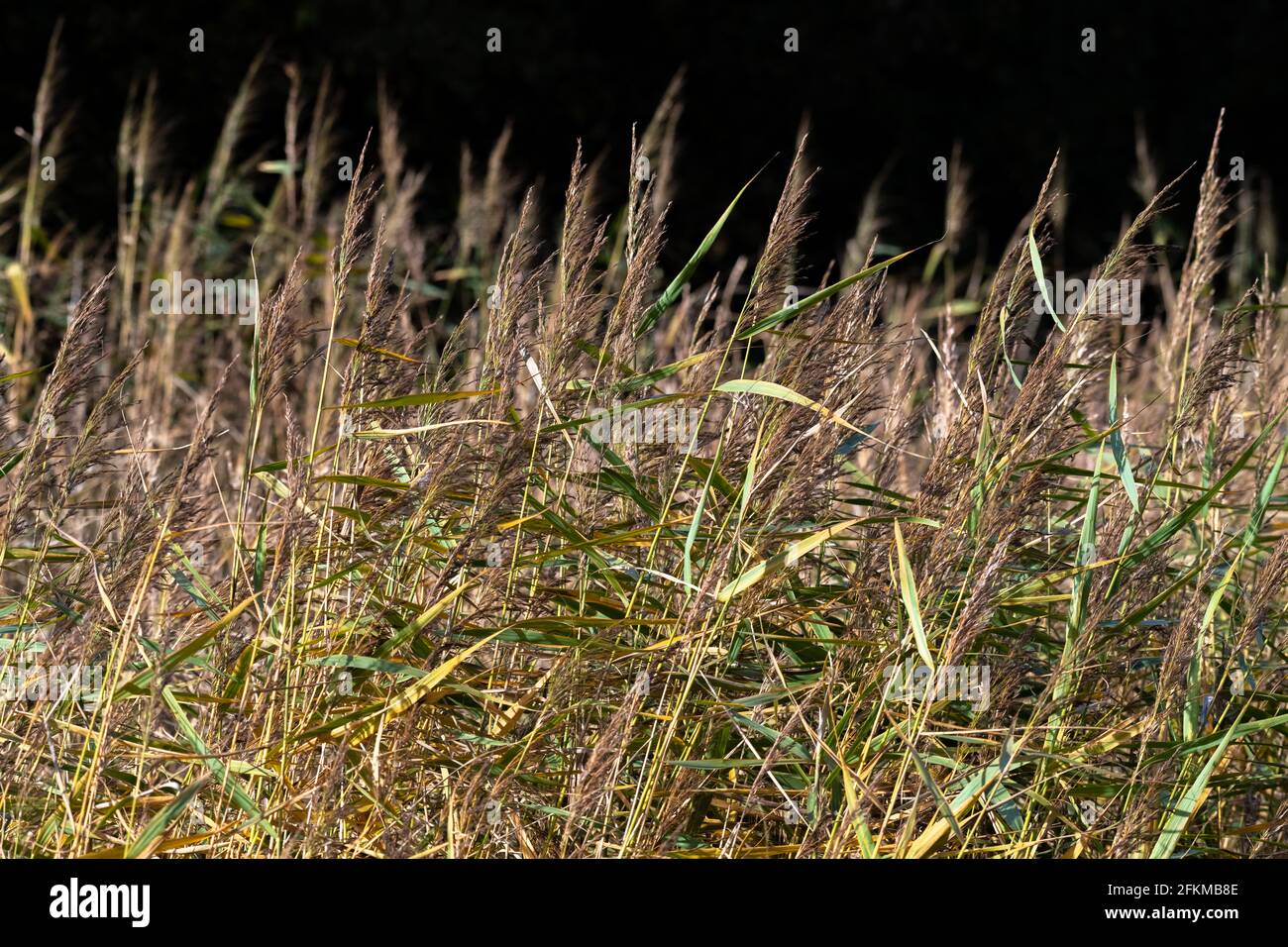 Mow grass uk park hi-res stock photography and images - Alamy