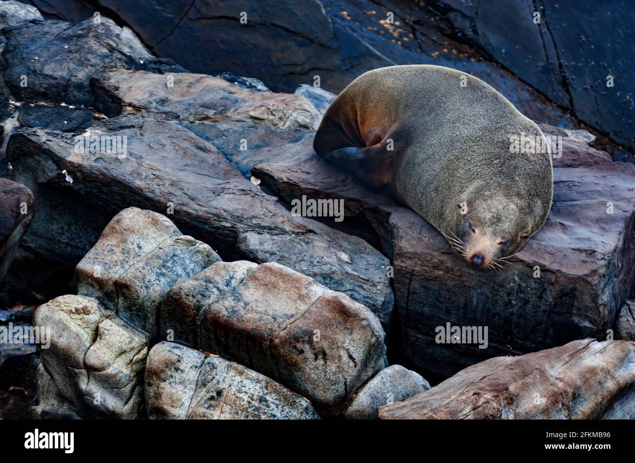 Australian fur seal sleeping on the rocks Stock Photo
