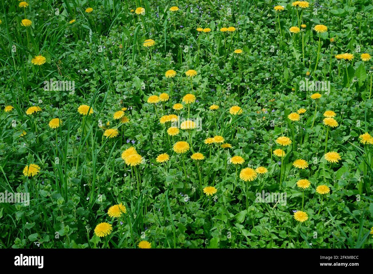 Flowering dandelion (in Latin: Taraxacum officinale) on meadow among various herbal plants in spring sunny day last April, close-up Stock Photo