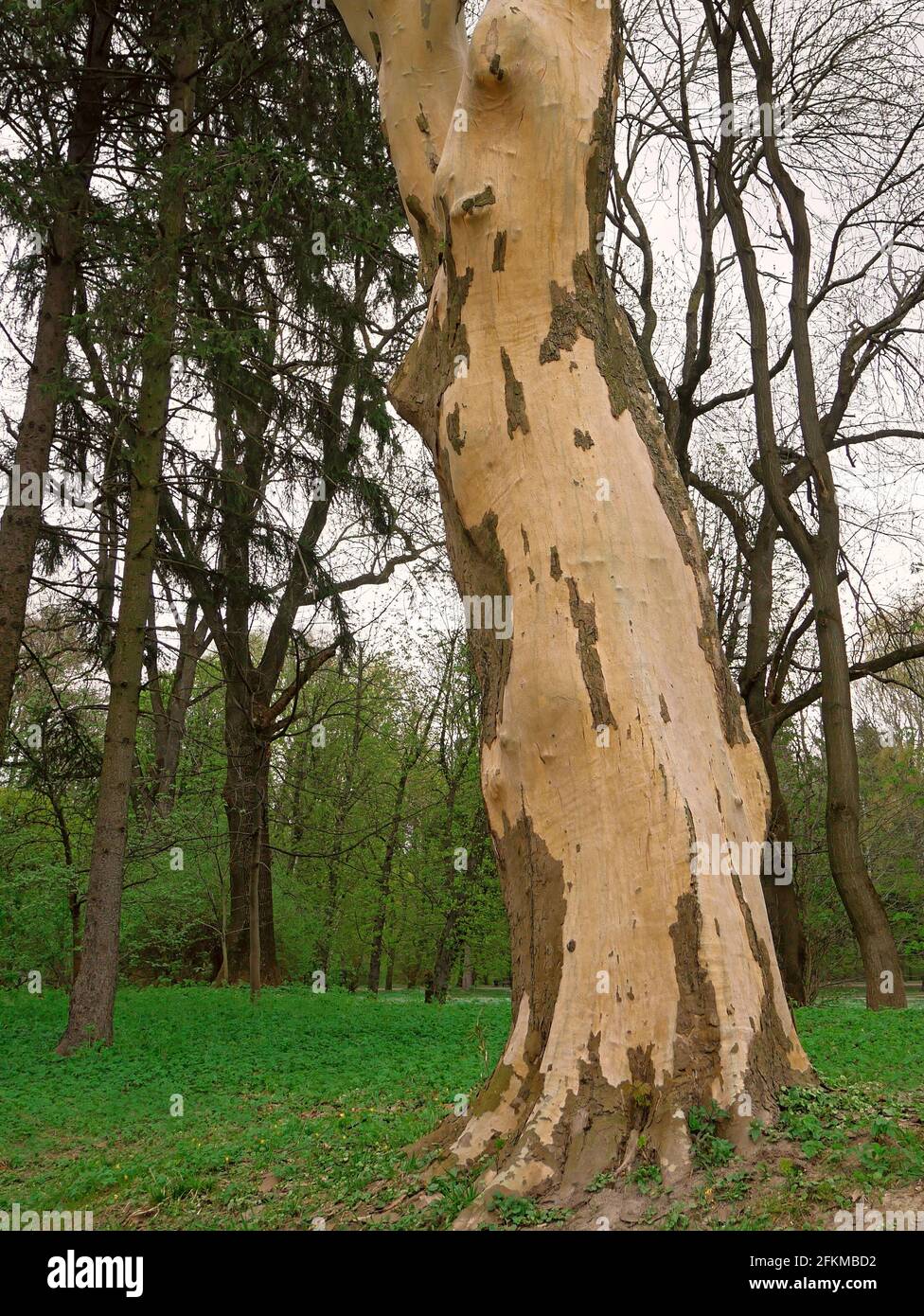 Lower part of the trunk of an big old plane tree or Platanus in the springtime in the famous Stryi Park in Lviv, Ukraine Stock Photo