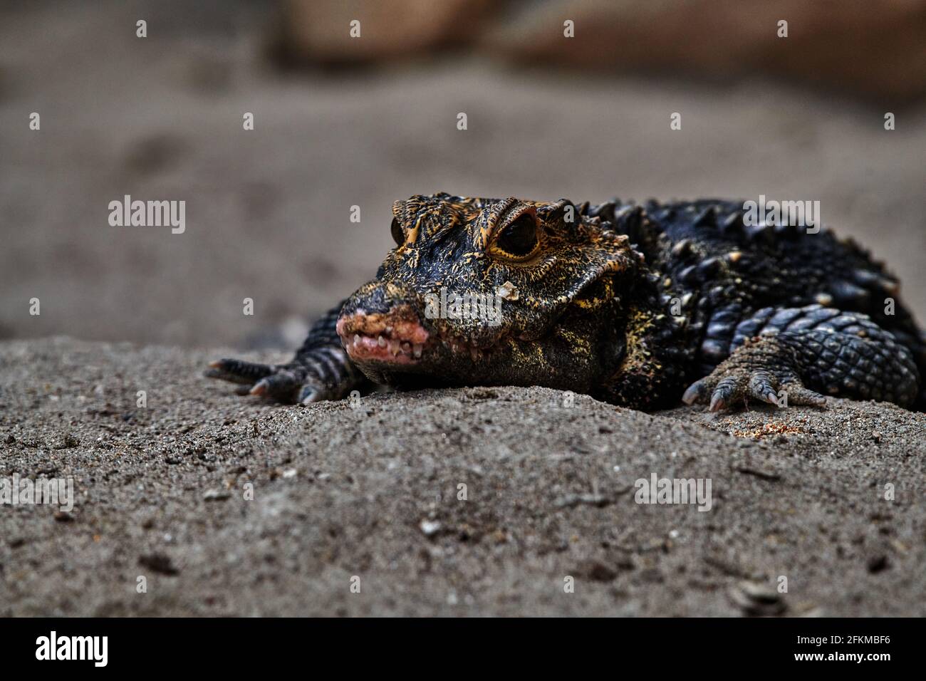 Close up portrait of a spectacled caiman, caiman crocodilus Stock Photo