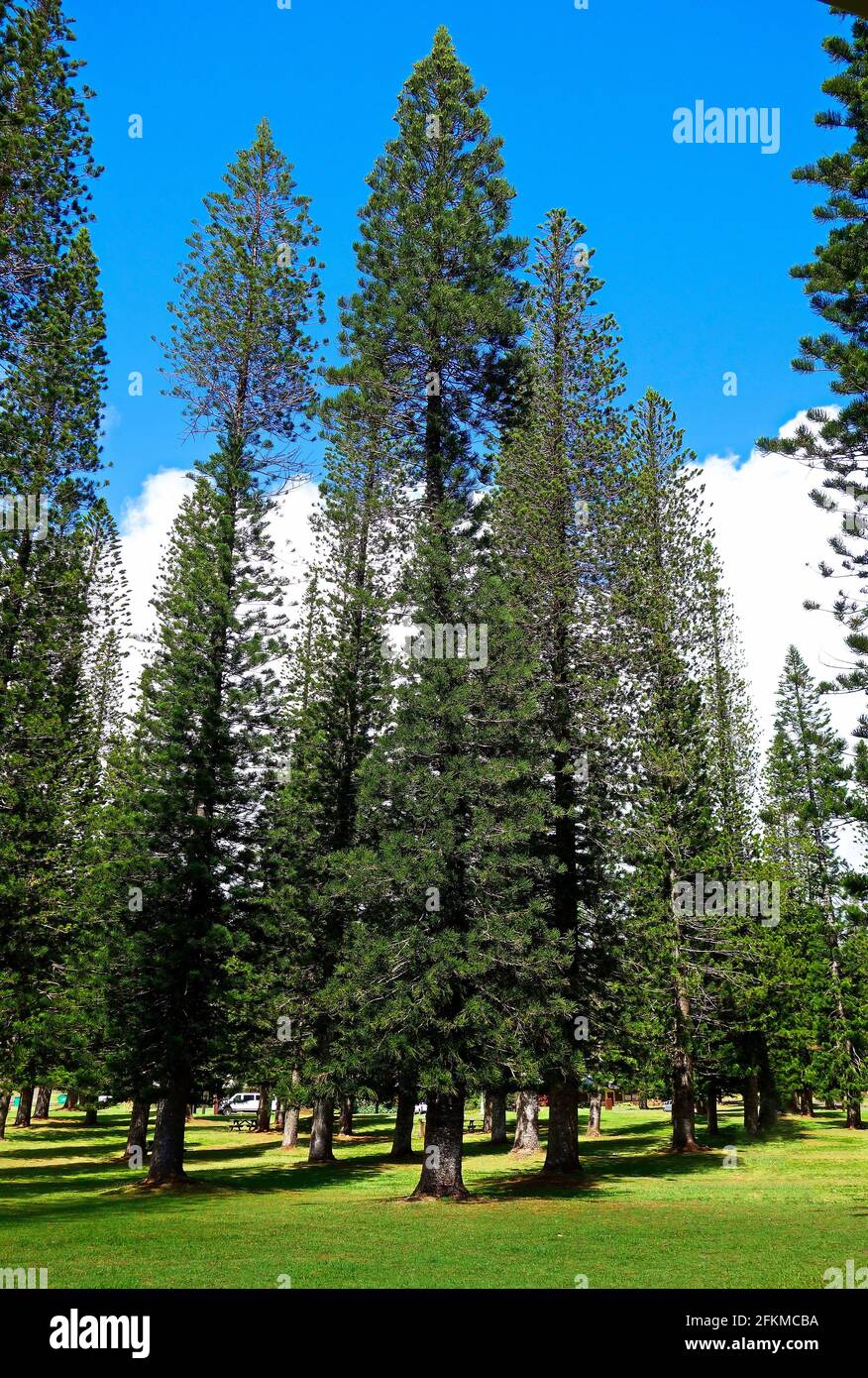 Vertical shot branches pine hi-res stock photography and images - Alamy