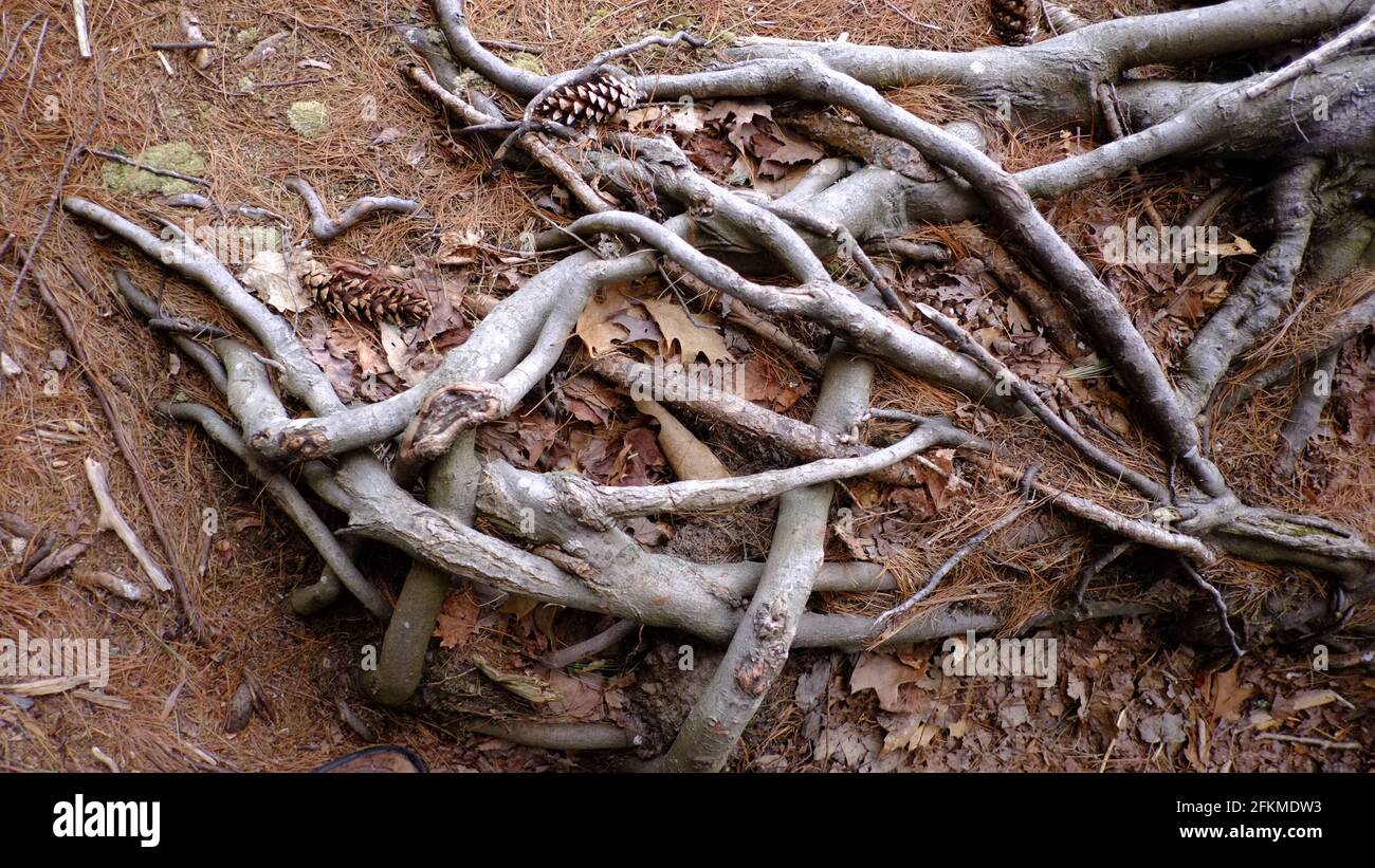Tree and root system hi-res stock photography and images - Alamy