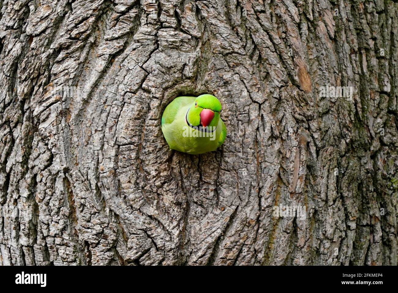 Parakeet Looking Rough Rose-ringed parakeet (Psittacula krameri) looking out of tree hollow ...