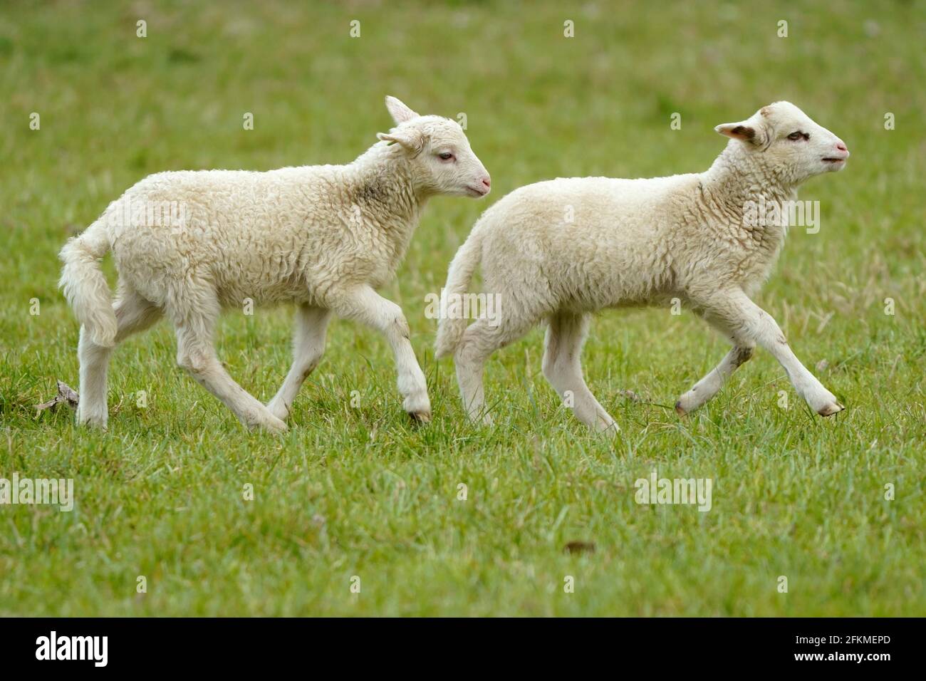 Running into each other hi-res stock photography and images - Alamy