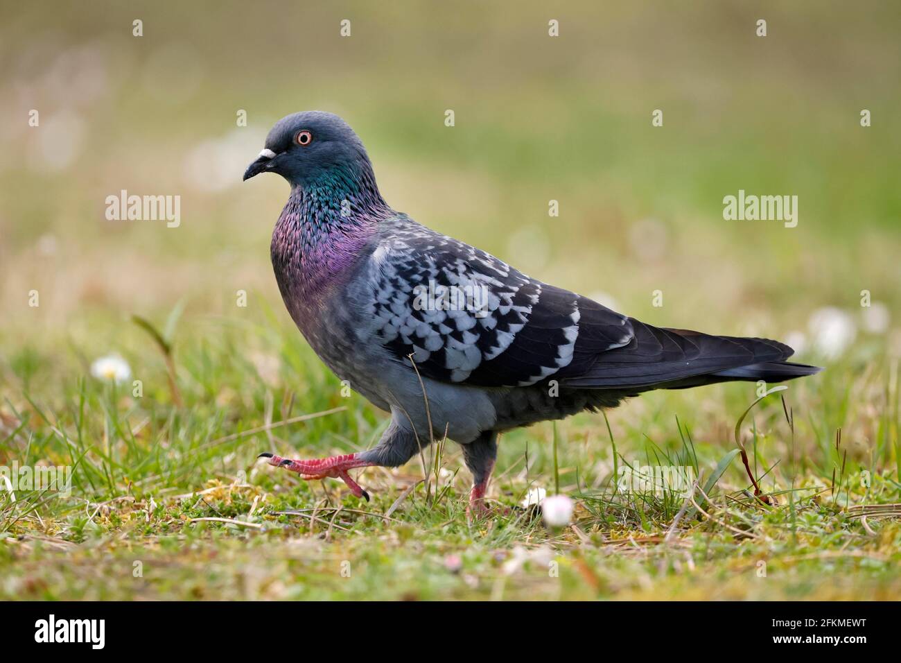 City dove (Columba livia forma domestica) running in the grass, Germany Stock Photo