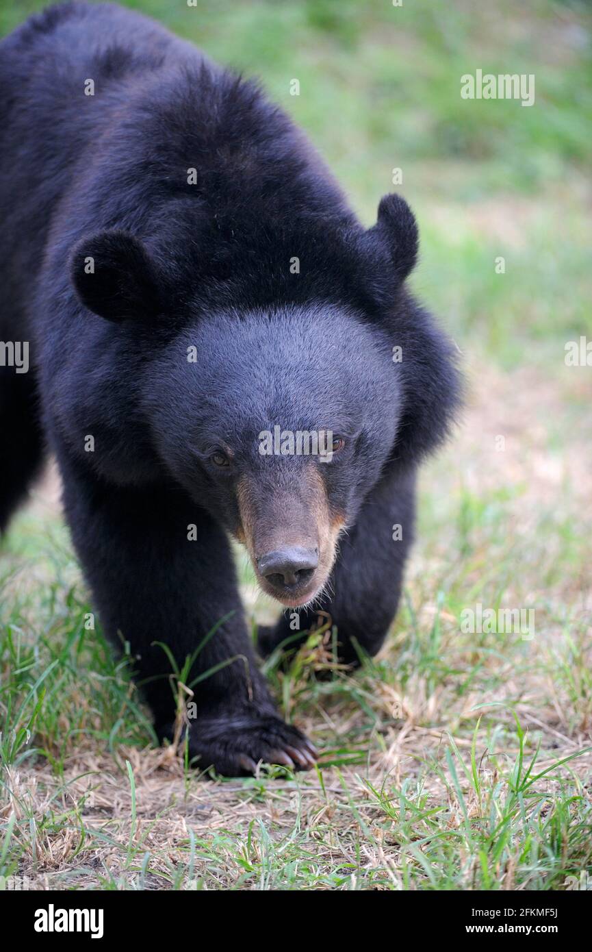 Asian black bear (Ursus thibetanus) (Selenarctos thibetanus), moon bear Stock Photo