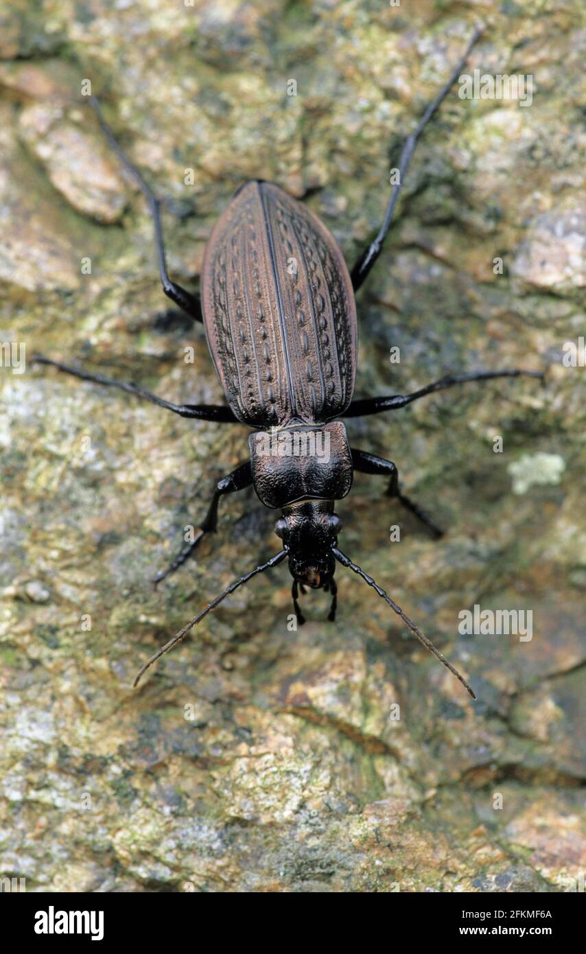 Granulated Ground Beetle (Carabus granulatus), Schleswig-Holstein, Germany Stock Photo